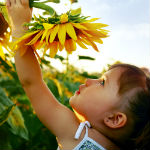 child touching sunflowers