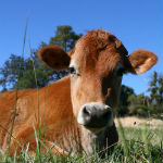 cow lying in a field