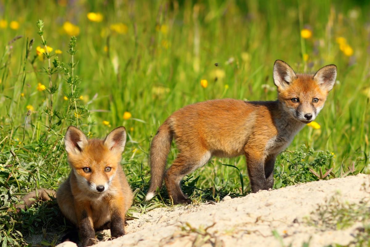 Fox cubs in the fields