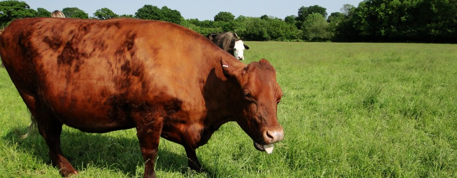 cow grazing on grass in the field