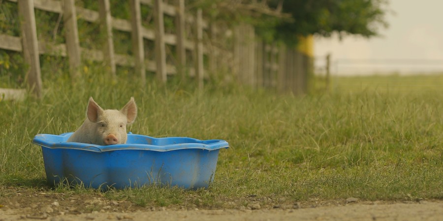 piglet sitting in blue paddling pool in a field