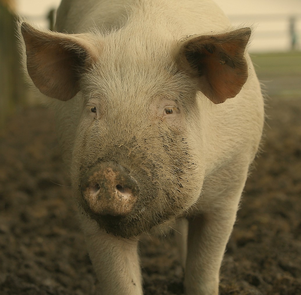 pig standing in mud